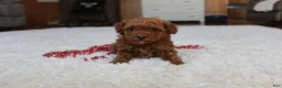 Toy Poodle dogs for sale: Malcohm - Ad 4