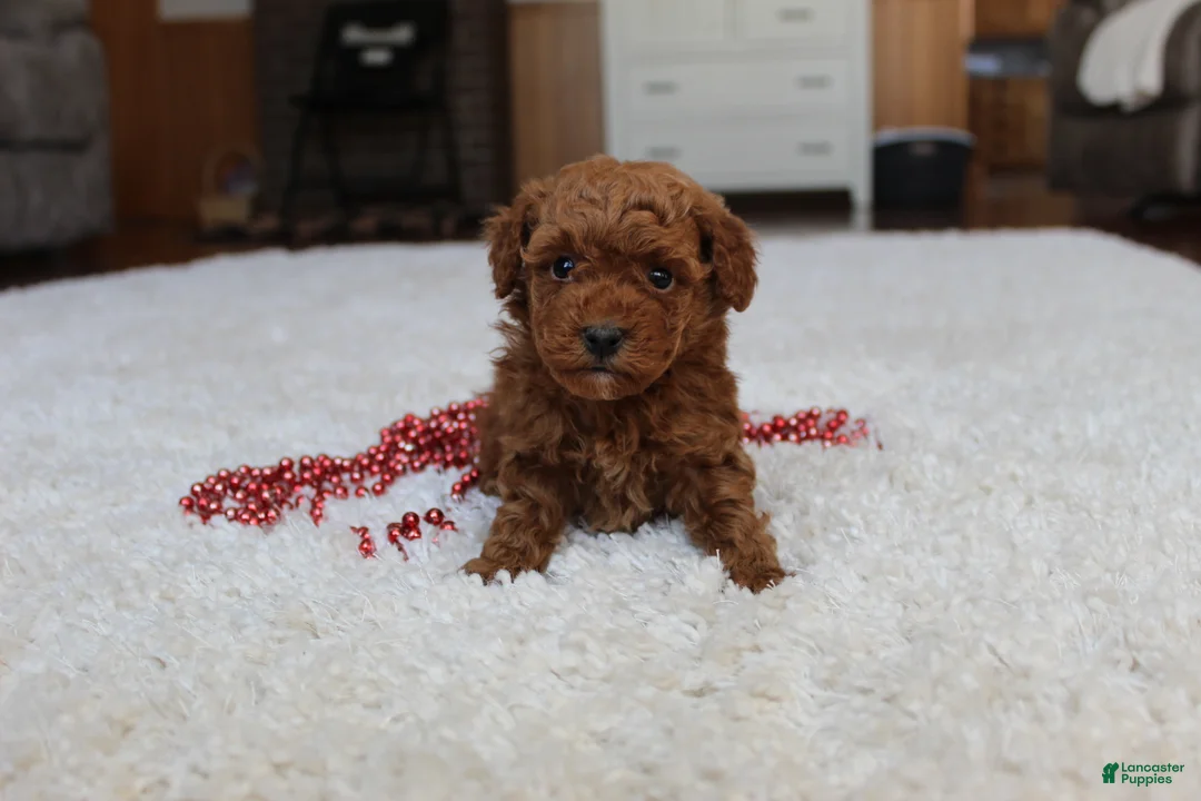 Toy Poodle dogs for sale: Malcohm - Ad 4