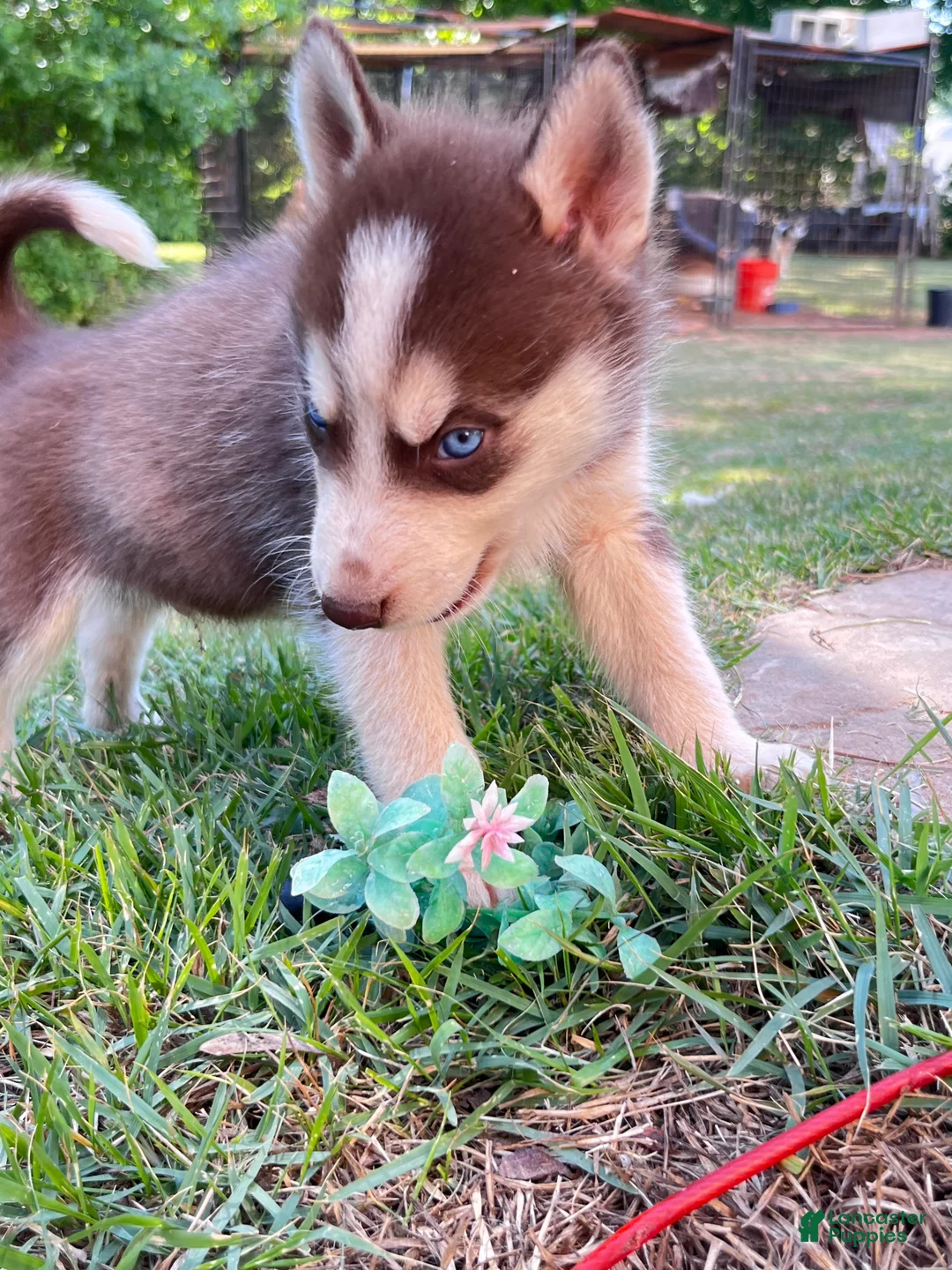 Siberian Husky dogs for sale: Diesel - Ad 1