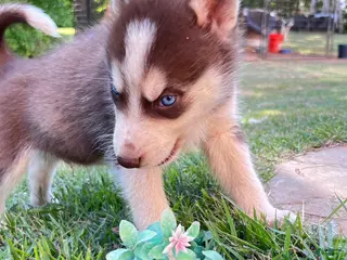 Siberian Husky dogs Diesel - Ad 15