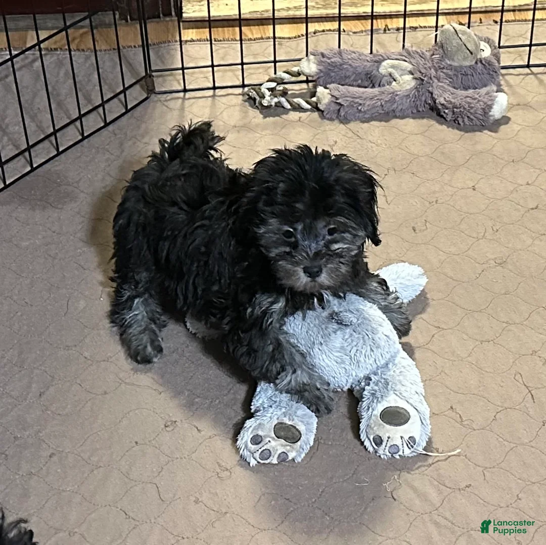Shihpoo dogs for sale: Shihpoo 1 - Ad 2