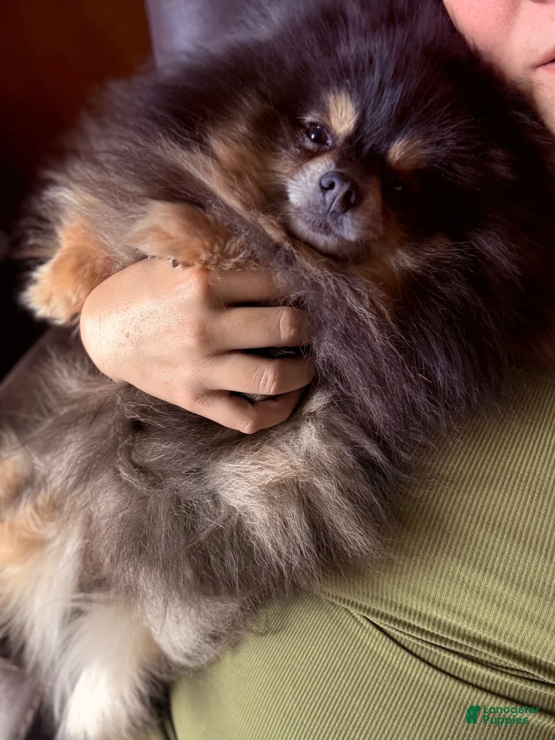 Pomeranian dogs for sale: Pomeranian 1 - Ad 7