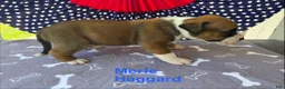 American Bulldog dogs for sale: Male #1/ Merle Haggard - Ad 2