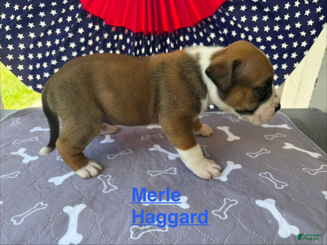 American Bulldog dogs for sale: Male #1/ Merle Haggard - Ad 2