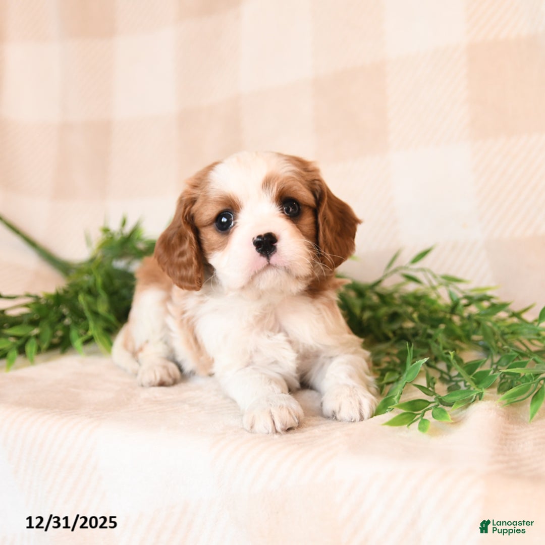 Cavalier King Charles Spaniel dogs for sale: Sawyer - Ad 3