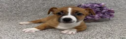 Jack Russell Terrier dogs for sale: Sailor - Ad 3