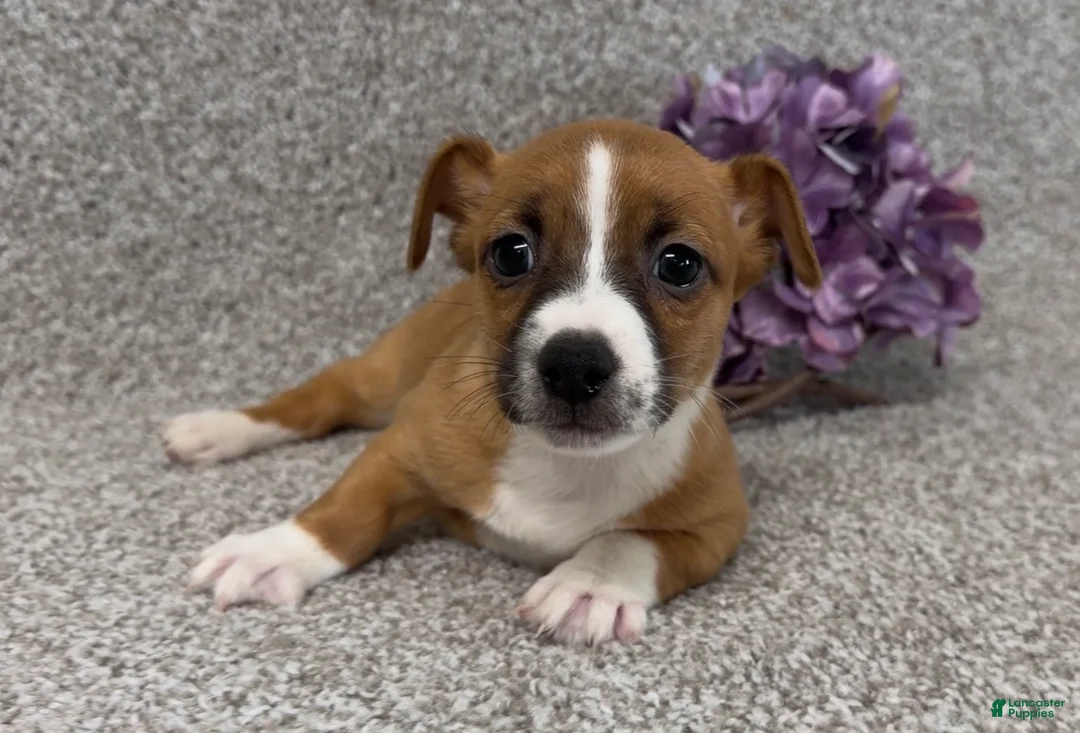 Jack Russell Terrier dogs for sale: Sailor - Ad 3