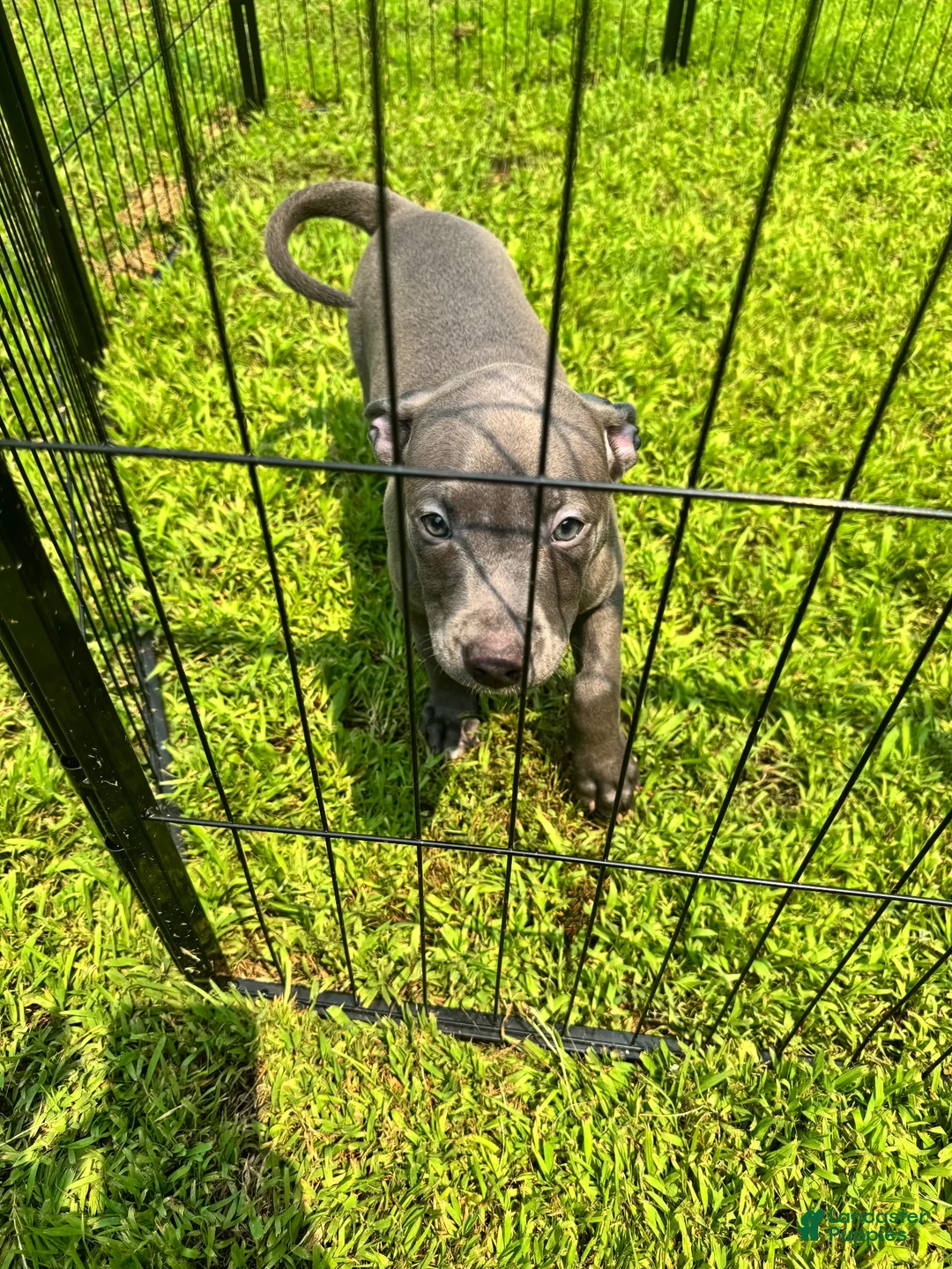 American Pit Bull Terrier dogs for sale: American Pit Bull Terrier 3 - Ad 3