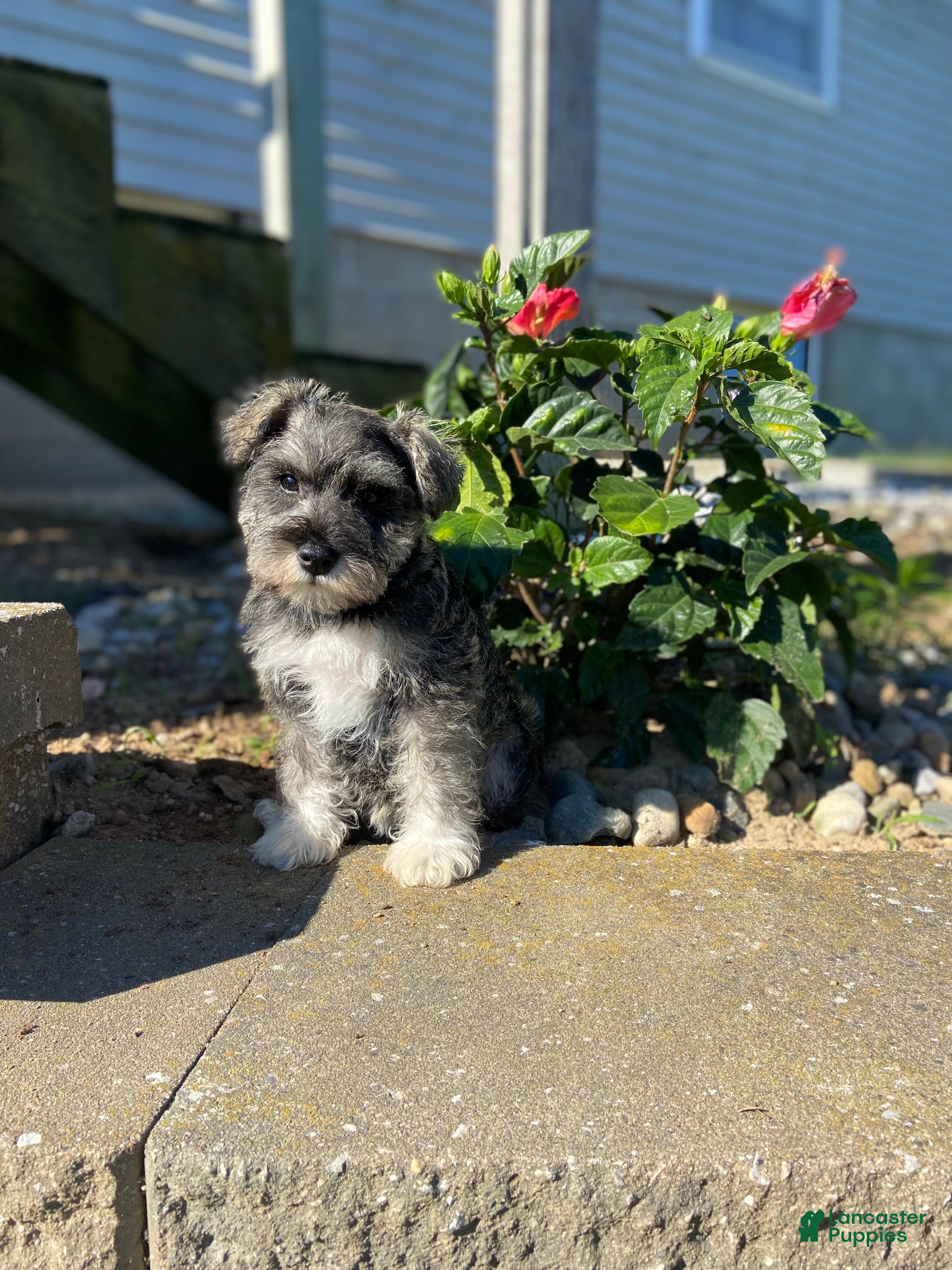 Miniature Schnauzer dogs Garrett - Ad 2