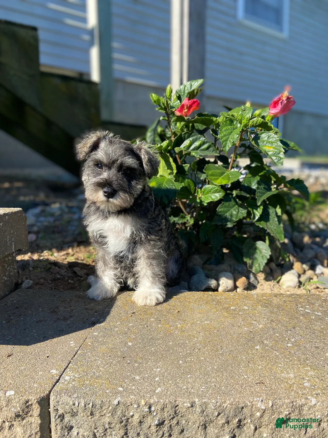 Miniature Schnauzer dogs for sale: Garrett - Ad 2