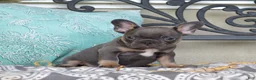 French Bulldog dogs for sale: Bruce  - Ad 4