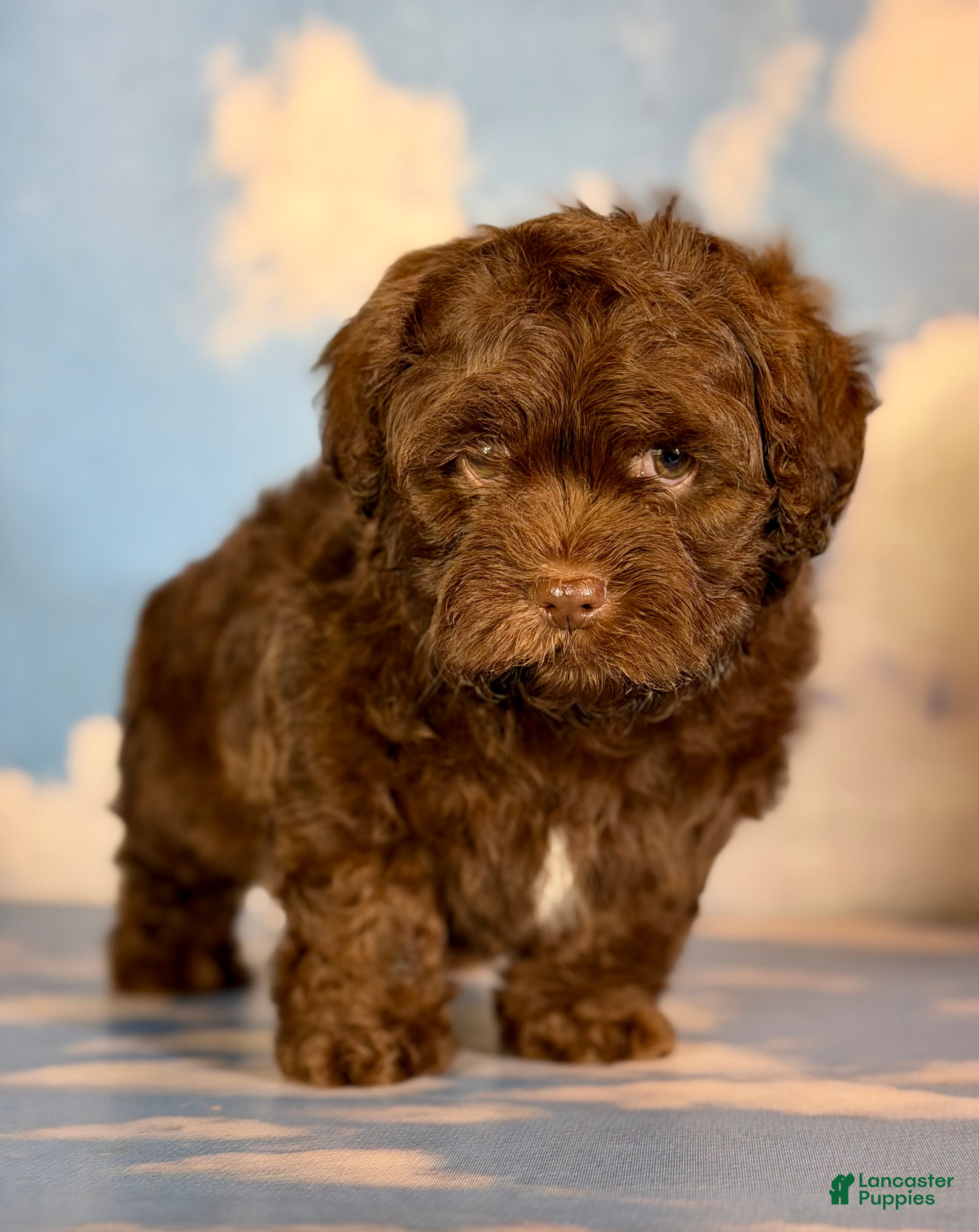 Shihpoo dogs Fudge  - Ad 5