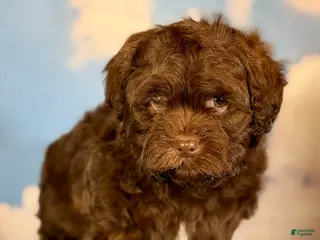 Shihpoo dogs Fudge - Ad 18