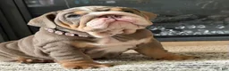 English Bulldog dogs for sale: Maple  - Ad 2