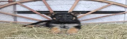 German Shepherd dogs for sale: Dottie - Ad 1