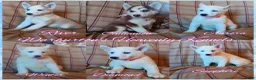 Siberian Husky dogs for sale: Siberian Husky Puppy 1 - Ad 5