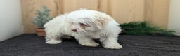 Havanese dogs for sale: Mya - Ad 10