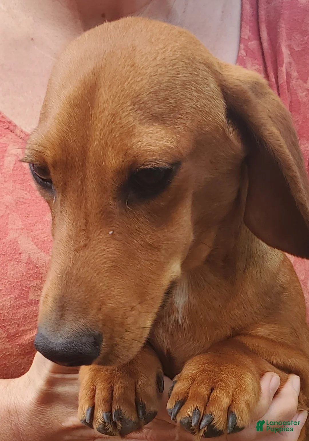 Dachshund dogs for sale: Jolly - Ad 5