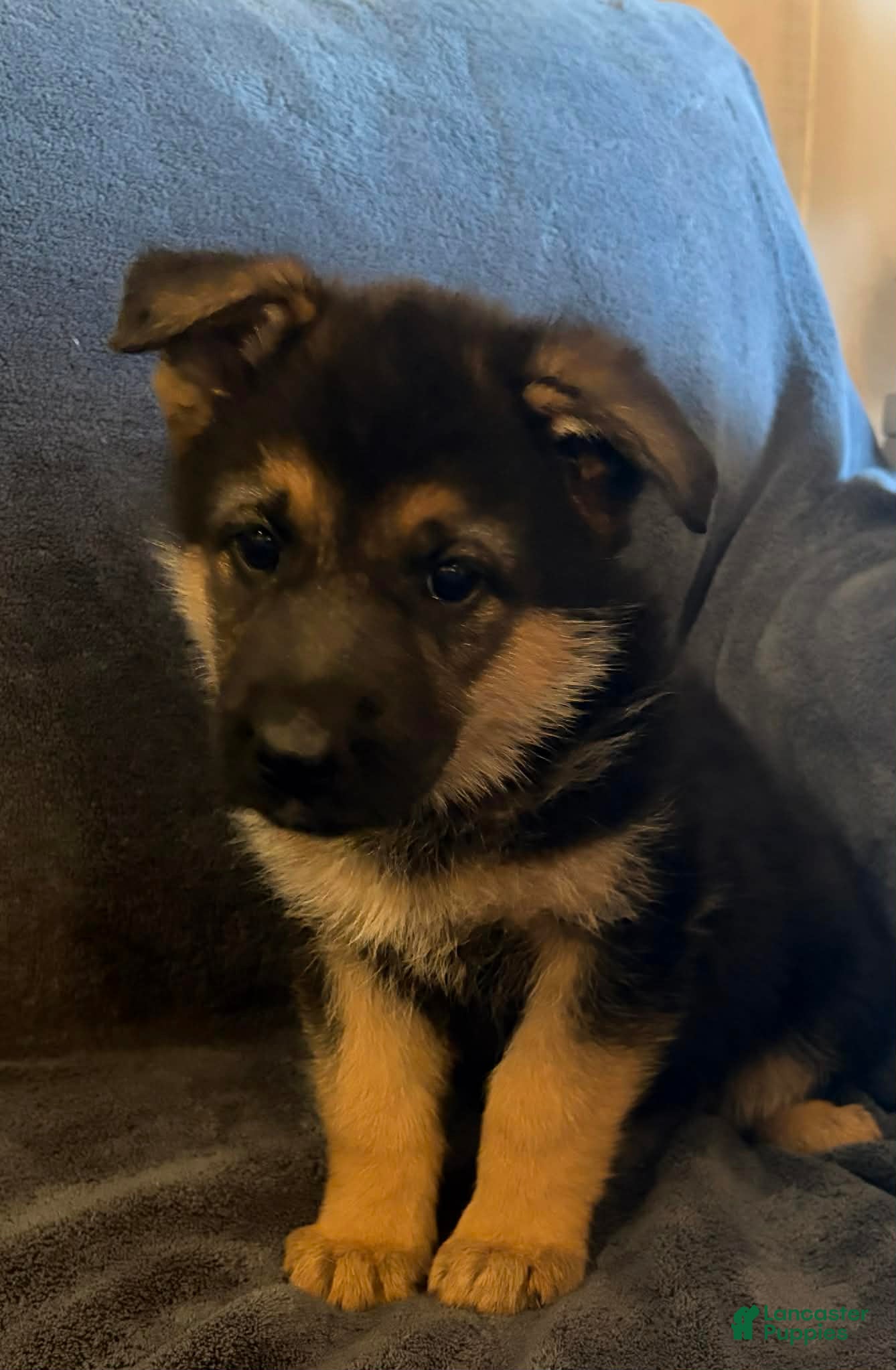 German Shepherd dogs German Shepherd Puppy 5 - Ad 36