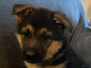 German Shepherd dogs German Shepherd Puppy 5 - Ad 36