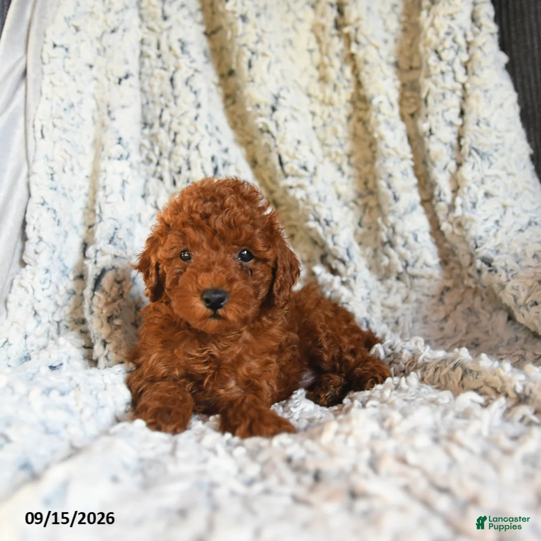 Toy Poodle dogs for sale: Snickers - Ad 1