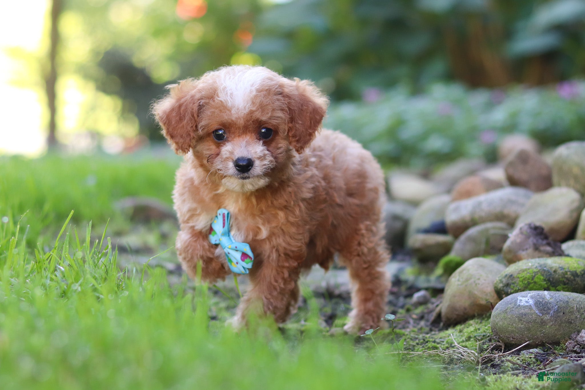 Cavapoo dogs Murphy - Ad 2