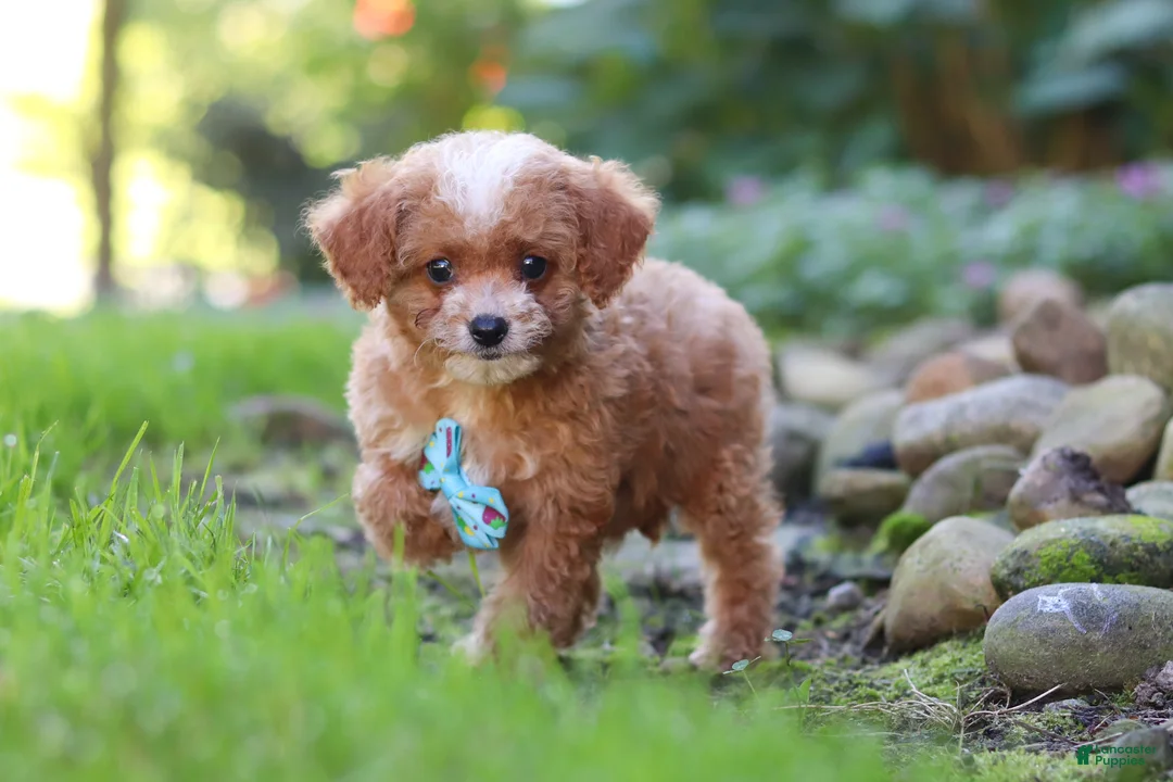 Cavapoo dogs for sale: Murphy - Ad 2