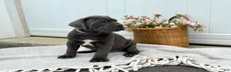 Cane Corso dogs for sale: Bruno - Ad 19
