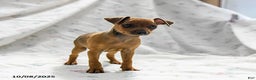 Miniature Pinscher dogs for sale: Nutmeg - Ad 5