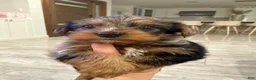Yorkshire Terrier dogs for sale: Yorkshire Terrier Puppy 1 - Ad 3