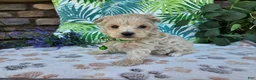 Maltipoo dogs for sale: Ranger - Ad 7