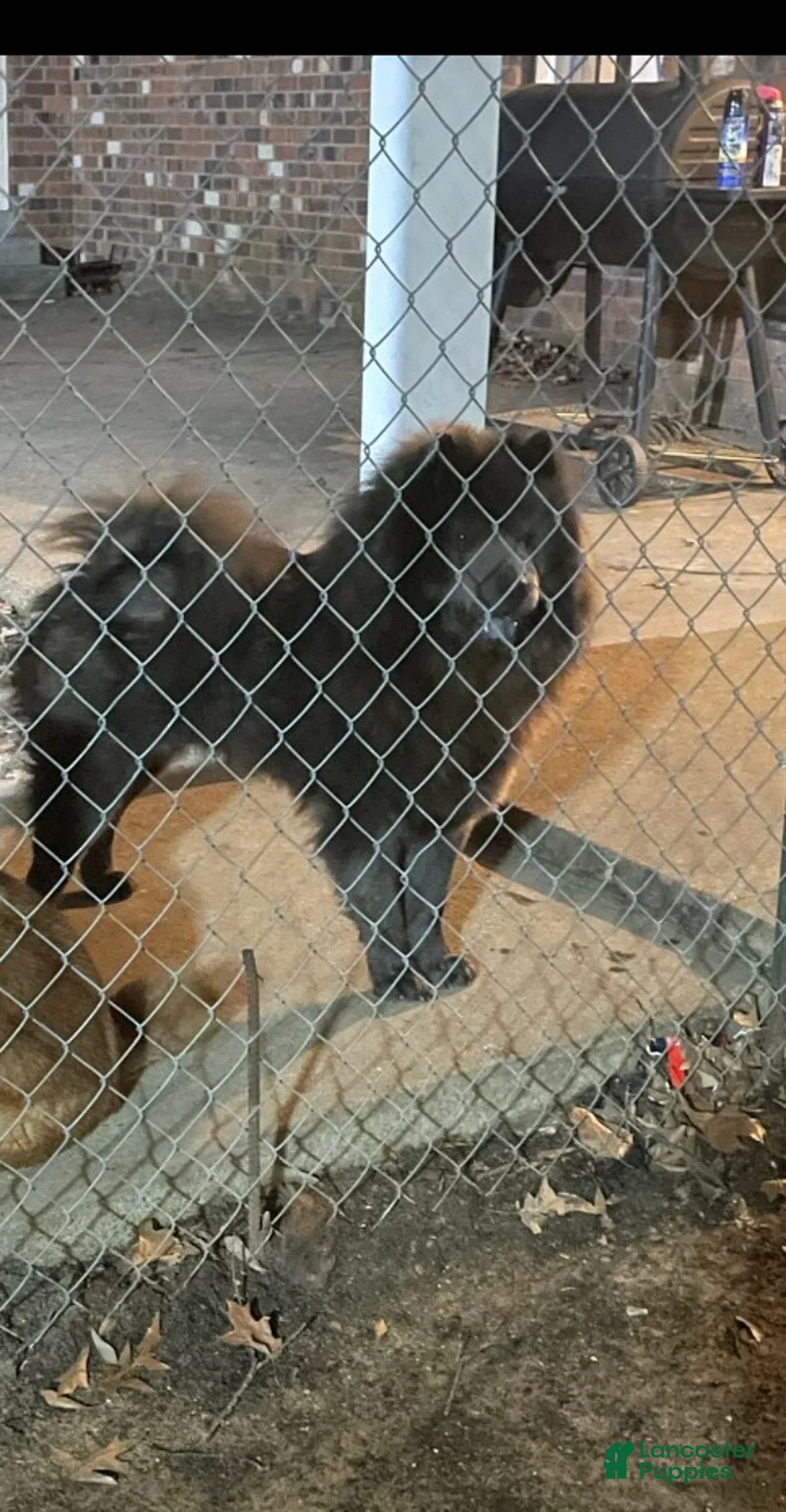 Chow Chow dogs for sale: Chow Chow Puppy 1 - Ad 1