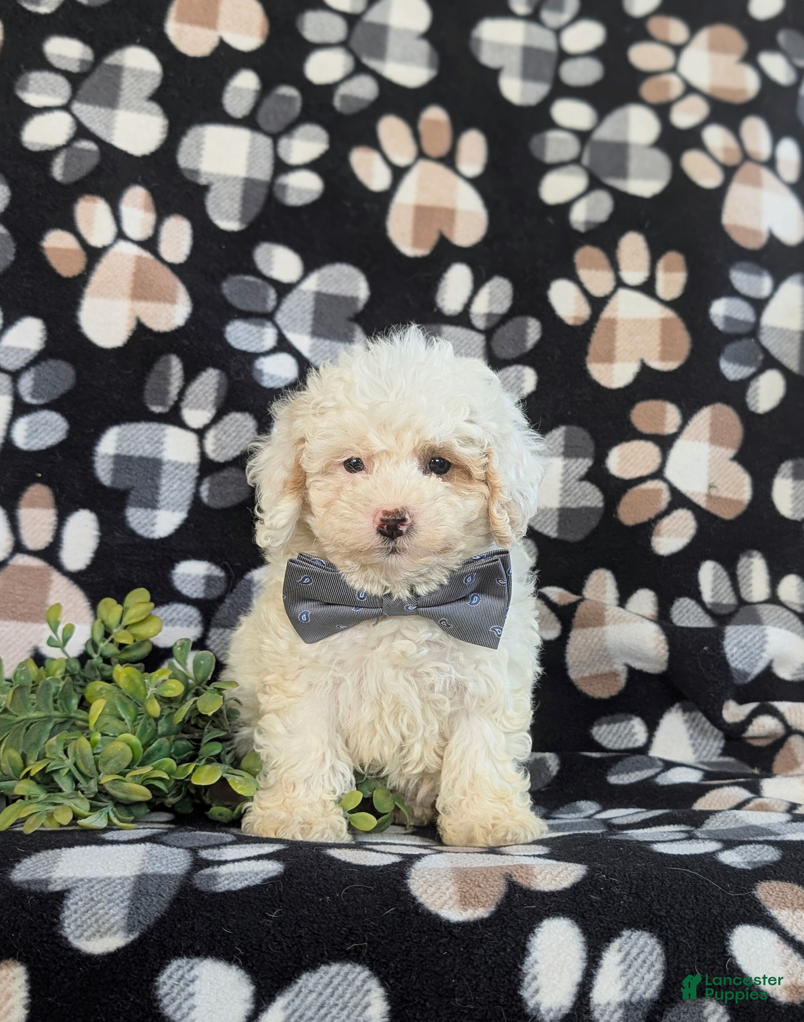 Bichpoo dogs Adken - Ad 2