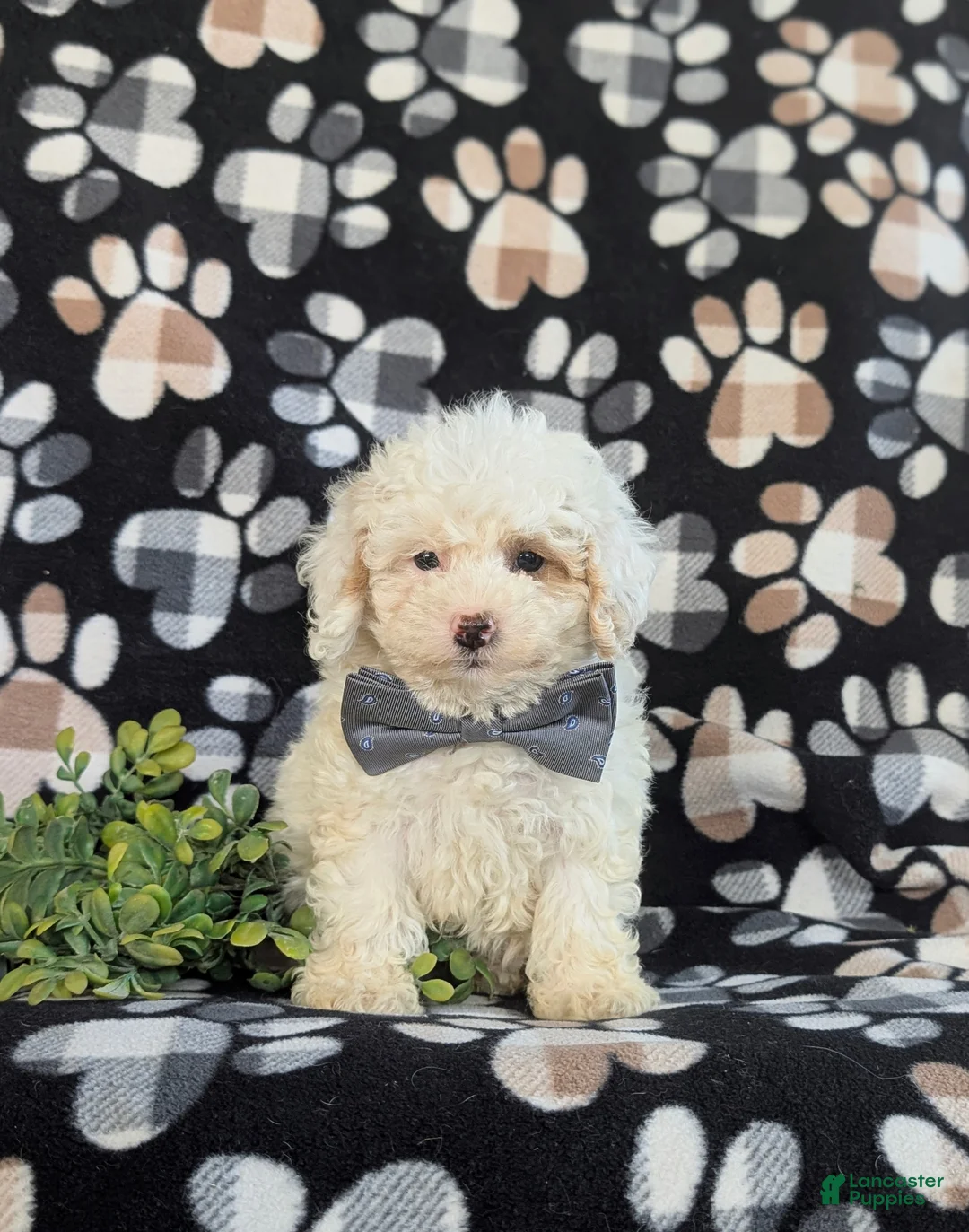 Bichpoo dogs for sale: Adken - Ad 2