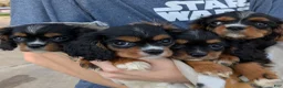 Cavalier King Charles Spaniel dogs for sale: Blue - Ad 5