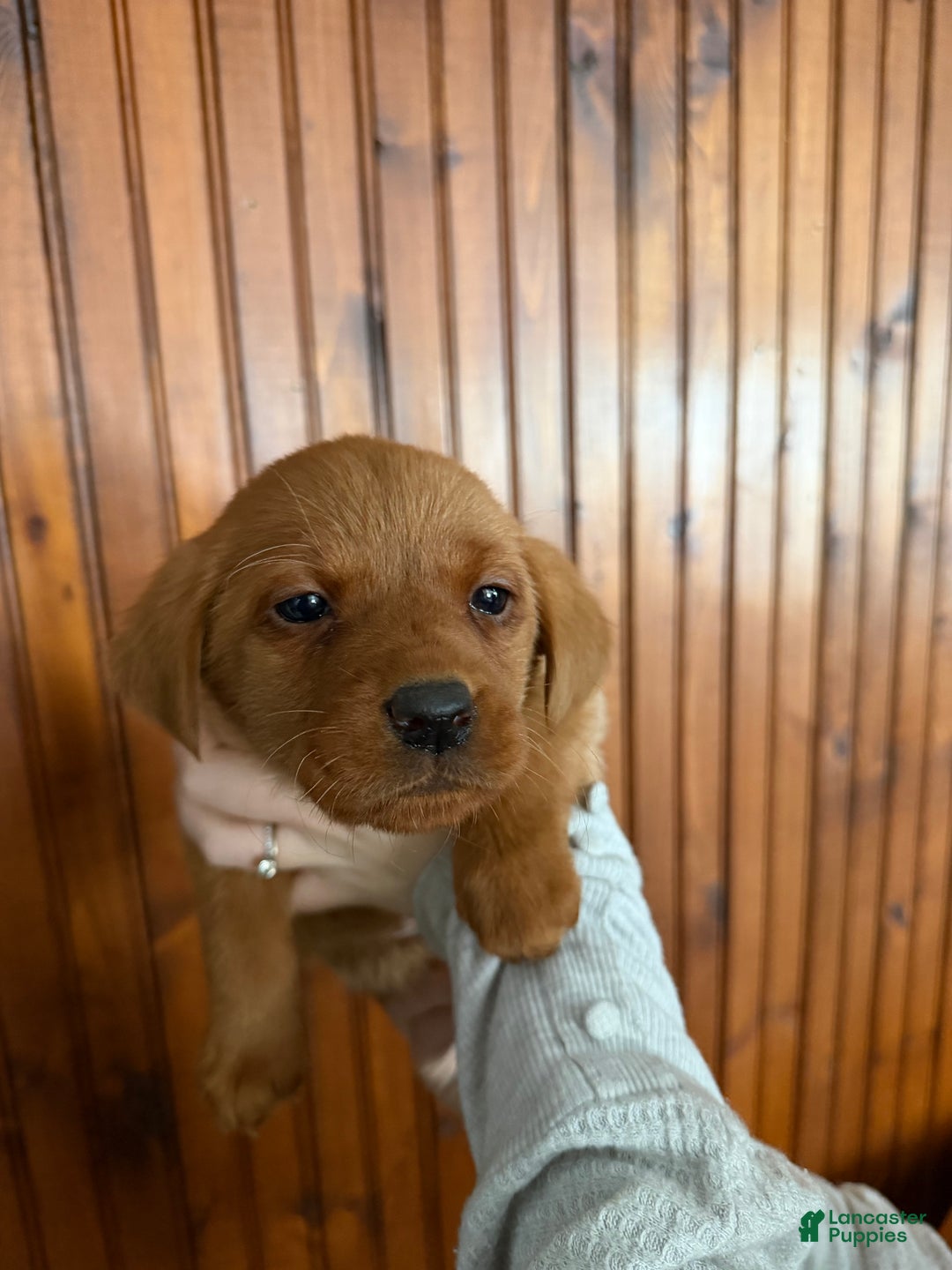 Labrador Retriever dogs for sale: Bella - Ad 4