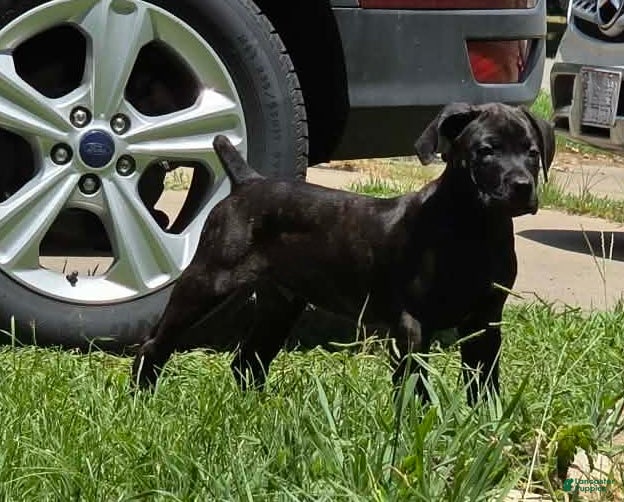 Cane Corso dogs for sale: Ketch AKC orange/teal collar - Ad 3