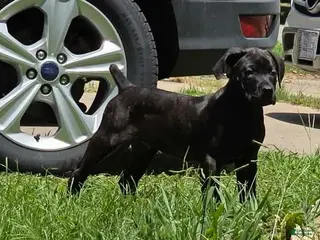 Cane Corso dogs Ketch AKC orange/teal collar - Ad 38