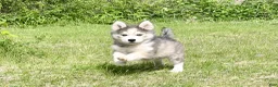 Pomsky dogs for sale: Clover - Ad 6