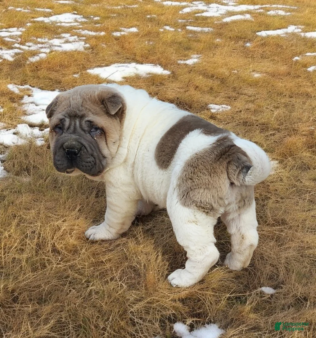 Shar Pei dogs for sale: Isabella mini flower  - Ad 3