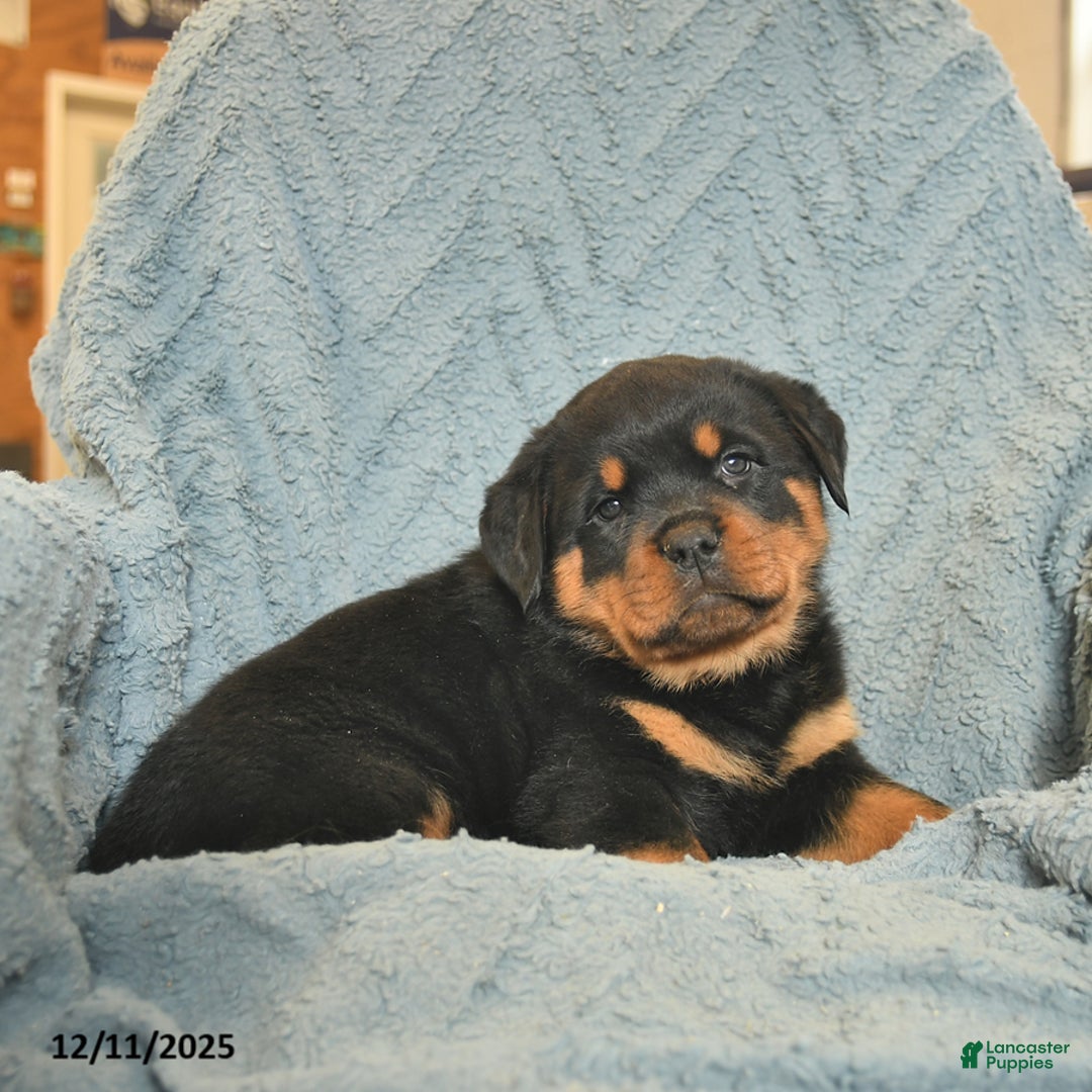 Rottweiler dogs for sale: Rock  - Ad 3