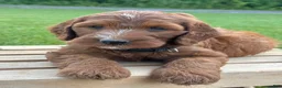 Irish Doodle dogs for sale: Ellie - Ad 6