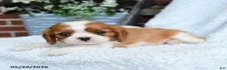 Cavalier King Charles Spaniel dogs for sale: Derlyn - Ad 2