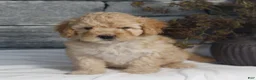 Miniature Poodle dogs for sale: Mandy  - Ad 1