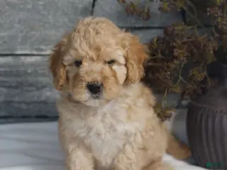 Miniature Poodle dogs for sale: Mandy - Ad 3