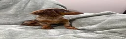 Miniature Dachshund dogs for sale: Female longhaired mini dachshund  - Ad 5