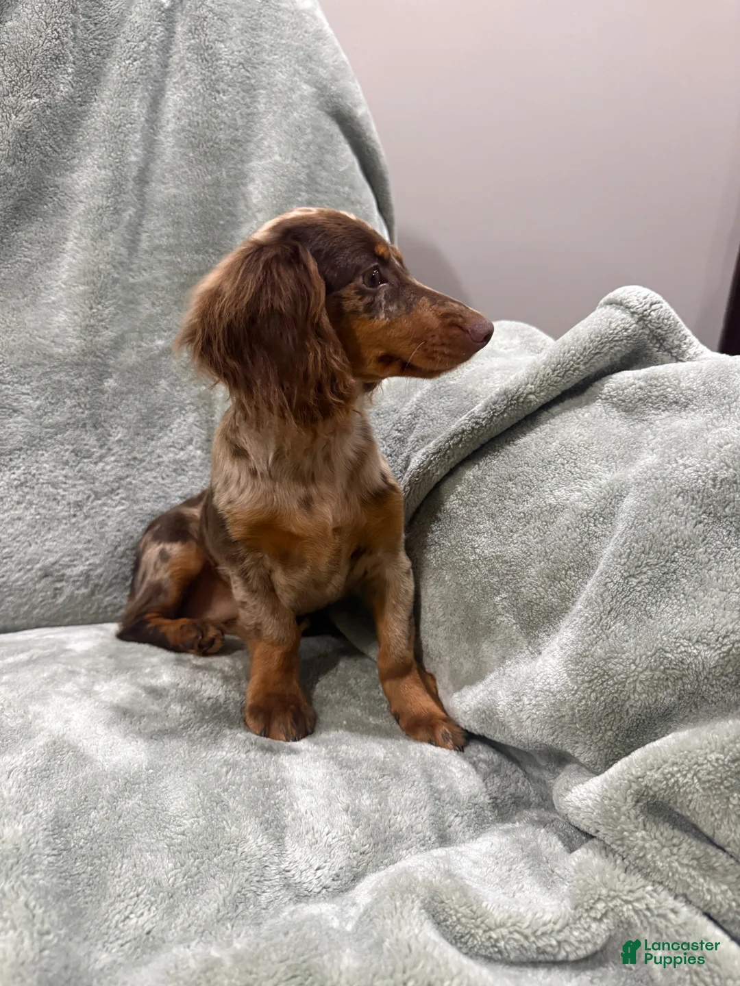 Miniature Dachshund dogs for sale: Female longhaired mini dachshund  - Ad 5