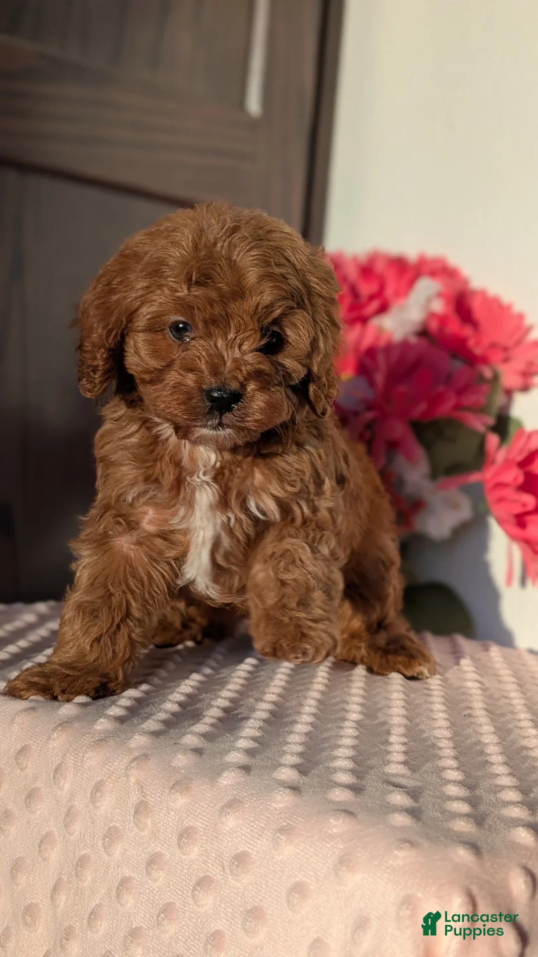 Cavapoo dogs for sale: Turbo  - Ad 13