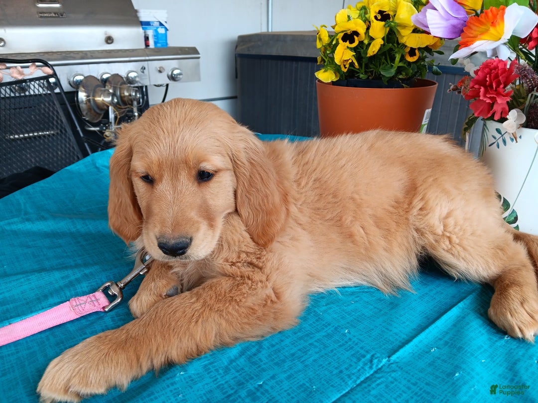 Golden Retriever dogs for sale: Sport - Ad 7