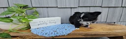 Chihuahua dogs for sale: Milo - Ad 3